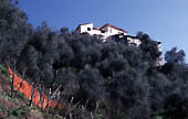 Steilhänge mit Oliven umgeben unser Haus